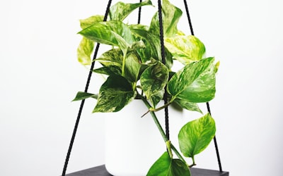 2022年卡塔尔世界杯决赛阿根廷对阵法国历史性时刻